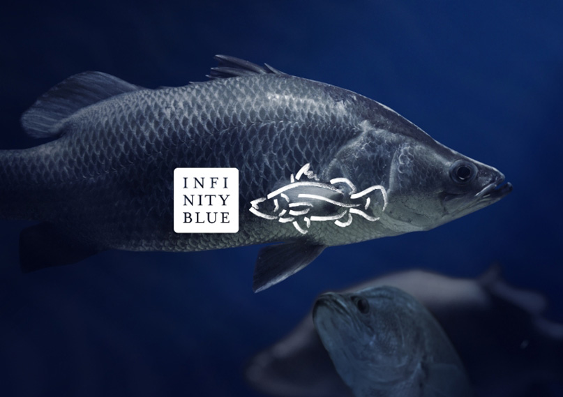 Infinity Blue Barramundi